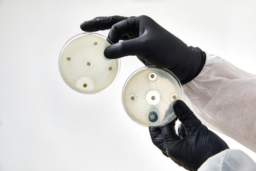 chemist wearing gloves at laboratory. testing process with glass plate and sample. viruses and health care concept. High quality photo