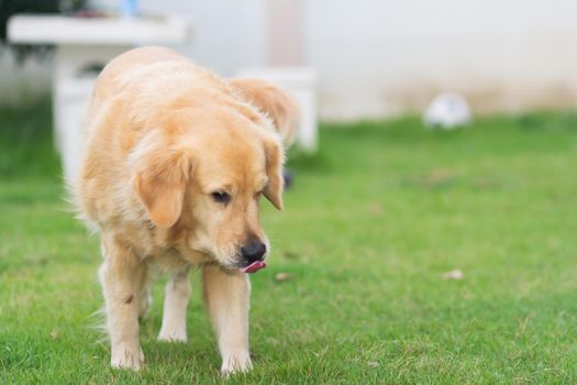 portrait of cute dog golden retriver on the lawn