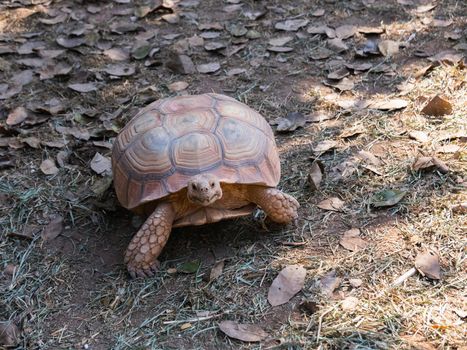 turtle in the cage at the zoo