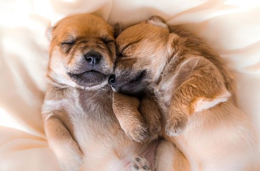 Cuddly newborn puppies in sweet dreams sleeping together