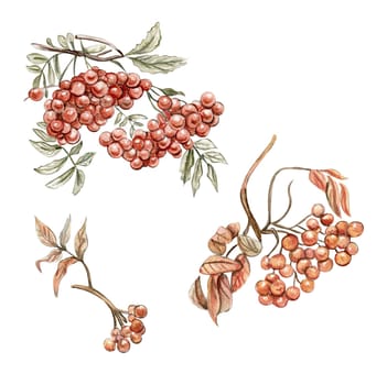 Autumn illustration of a red rowan. Hand drawn illustration of autumn. Perfect for scrapbooking, kids design, wedding invitation, posters, greetings cards, party decoration.