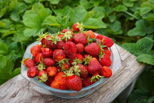 On a glass plate lies a ripe freshly picked one against the background of a strawberry bed. High quality photo