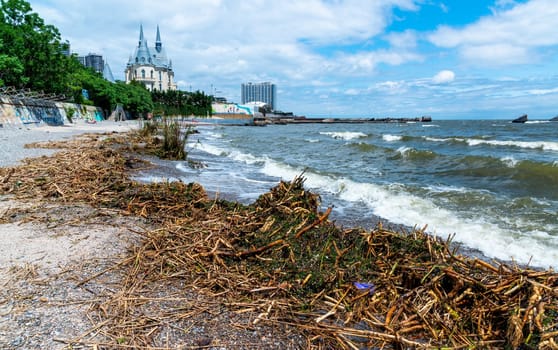 ODESSA, UKRAINE - JUNE 12, 2023: Consequences of the Accident at the Kakhovka power plant, pollution of the beaches of Odessa with garbage and plant remains brought by water