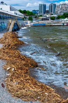 ODESSA, UKRAINE - JUNE 12, 2023: pollution of beaches with garbage and plant remains after the accident at the Kakhovka Hydroelectric Power Plant