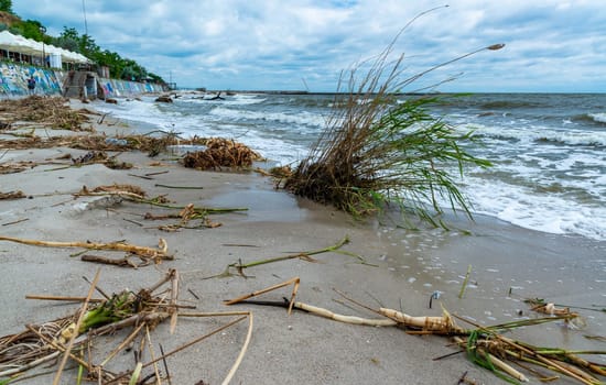 The consequences of the dam break of the Kakhovka power plant, the current brought garbage and floating islands of reeds and river plants to the beaches of Odessa