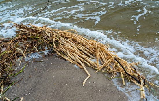 The explosion of the dam of the Kakhovka power plant, garbage and reeds are thrown onto the beaches of Odessa