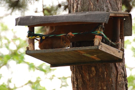 Low angle shot of a squirrel climbing around a wooden bird house on a tree