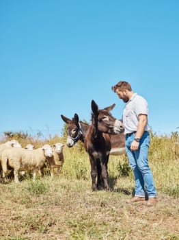 Farming, animals and man with cattle on a field for agriculture, sustainability and entrepreneurship. Farm, sheep and farmer with a donkey and a pony on the countryside for sustainable living.