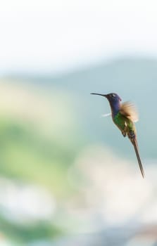 Hummingbird in mid-flight, flapping his colorful feathers with a serious look, while the blurry background highlights his green and blue iridescent feathers.