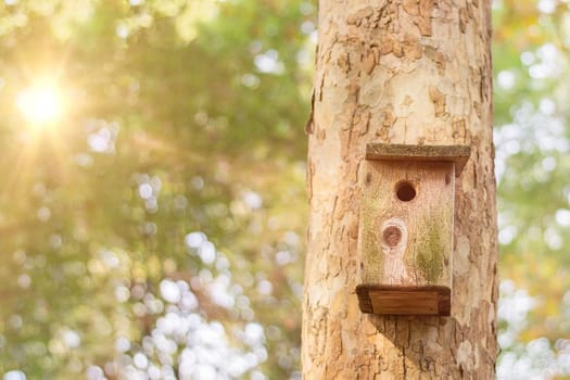 Wooden brown birdhouse on a trunk of a tree in the park. A house for the birds. Bird feeder. Copy space