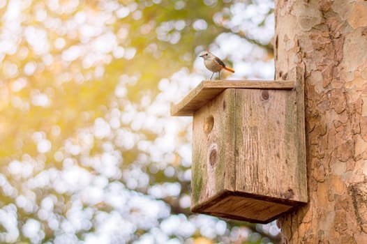 Wooden brown birdhouse on a trunk of a tree in the park. A house for the birds. Bird feeder. Copy space