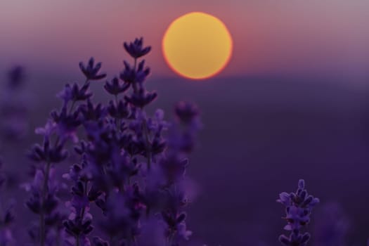 Lavender flower background. Violet lavender field sanset close up. Lavender flowers in pastel colors at blur background. Nature background with lavender in the field