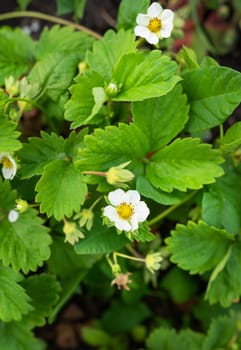 White strawberry flowers in the garden. Strawberry flowers. Farmer growing strawberries, countryside