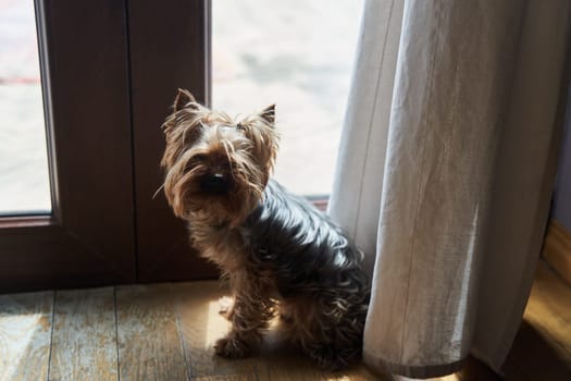 Cute adult Yorkshire terrier sitting on the floor. High quality photo