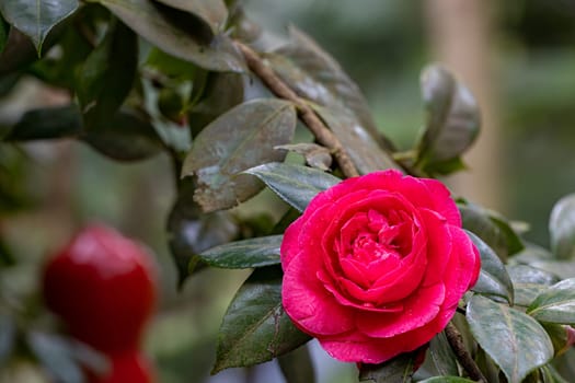 A vibrant rose flower resting atop a lush foliage of emerald green leaves