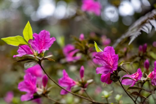 A vibrant array of colorful Rododendron flowers arranged in a planter outside