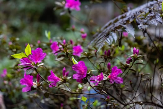 A vibrant array of colorful Rododendron flowers arranged in a planter outside