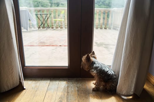 Cute adult Yorkshire terrier sitting on the floor. High quality photo