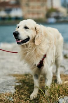 Portrait of a handsome golden labrador retriever. High quality photo