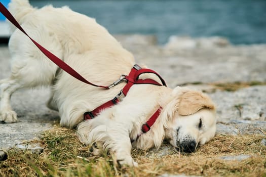 Portrait of a handsome golden labrador retriever. High quality photo