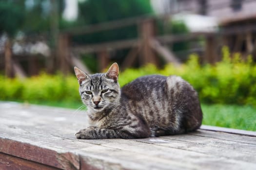 Gray cute street cat sitting on a bench. High quality photo