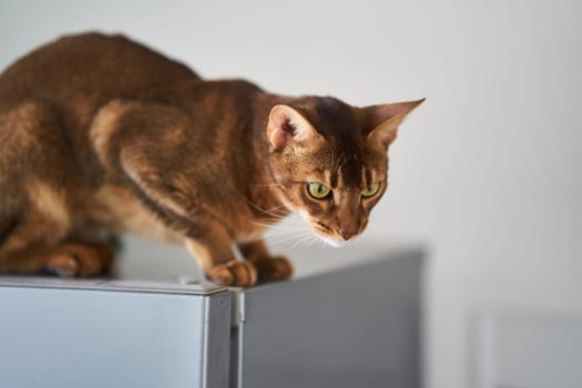 Beautiful cat Bengal breed is sitting on the surface. High quality photo