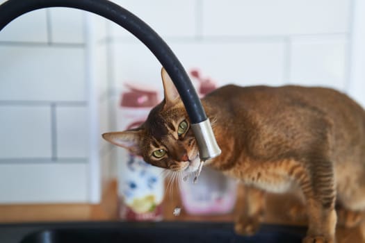 Beautiful cat Bengal breed drinking water from the tap. High quality photo