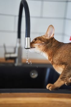 Beautiful cat Bengal breed drinking water from the tap. High quality photo