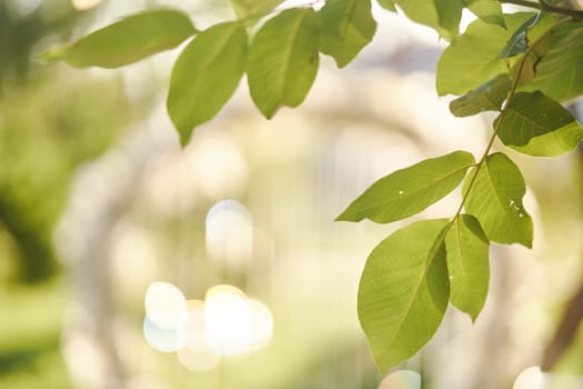 Green leaves of a tree close-up illuminated by sunbeams. High quality photo