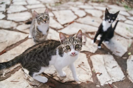 Street cats begging ride on the streets of Corfu in Greece. High quality photo