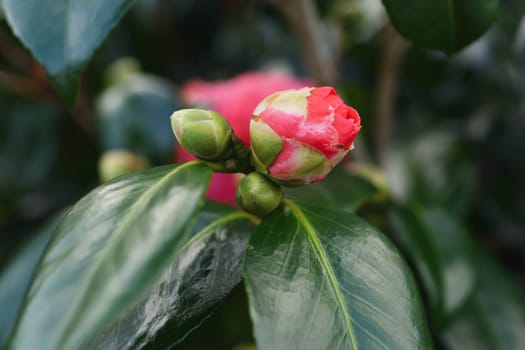 Pink blooming camellia flowers and buds