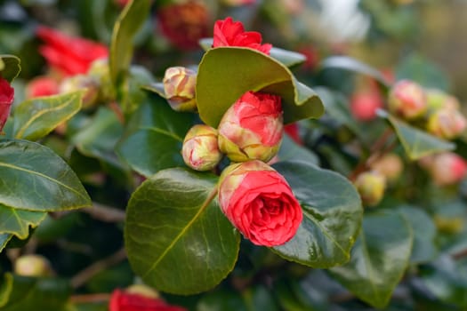 Pink blooming camellia flowers and buds