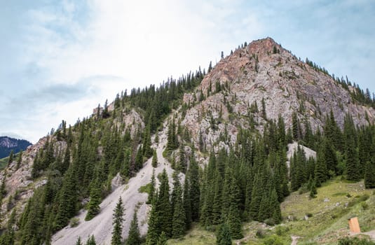 rocky peak of the mountain with green fir trees in summer.