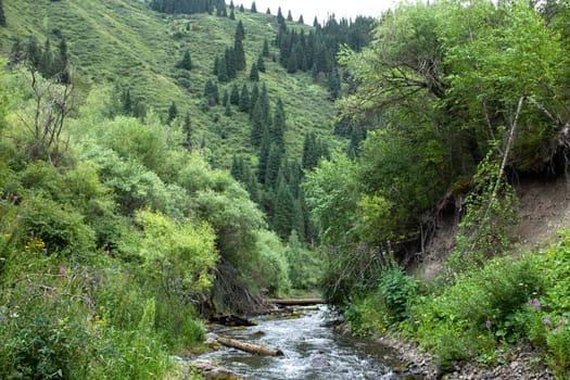 cold mountain river in the forest area in the mountains.