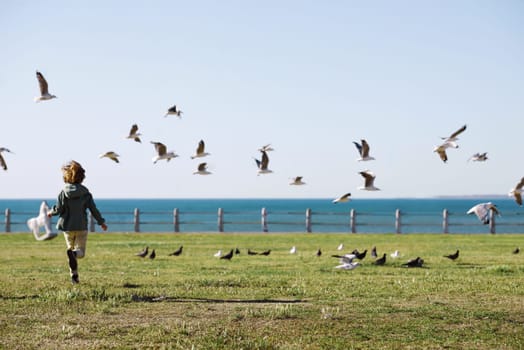 Playful, back and boy running after birds in a park for freedom, summer and happy in Australia. Holiday, youth and excited child playing on a field by the sea during a vacation with animals in nature.