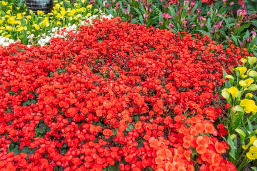 Begonias are one of our most popular plants, Typically used as houseplants and in shaded summer beds.