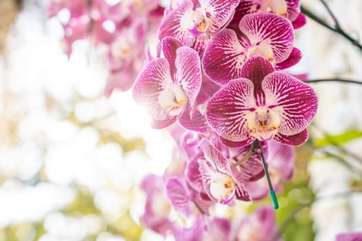 Beautiful orchid flower on natural background