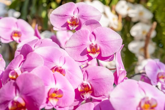 Pink Moth orchids (Phalaenopsis amabilis), commonly known as the moon orchid, a species of flowering plant in the orchid family Orchidaceae