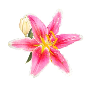 Pink lily with green leaves, isolated on a white background, Save clipping path.
