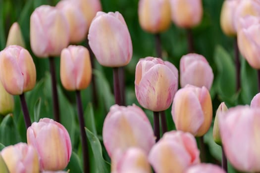 Pink tulips spring blossoming, bokeh flower background, pastel and soft floral card, selective focus.