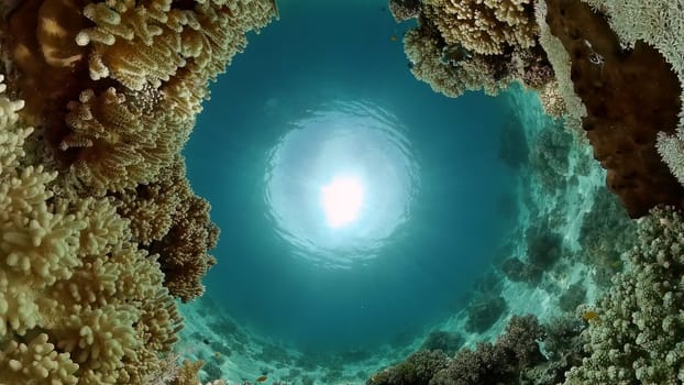 Underwater tropical colourful soft-hard corals seascape. Underwater fish reef marine. Philippines.