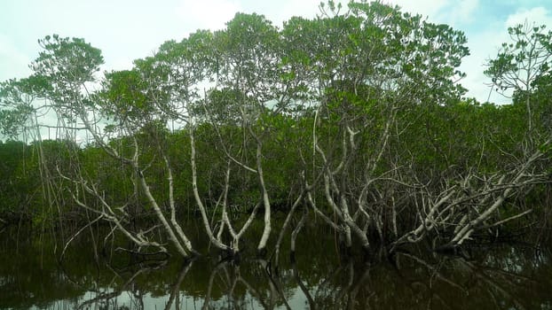 Tropical mangrove green tree forest. Mangrove landscape, Ecosystem and healthy environment concept. Mindanao, Philippines.
