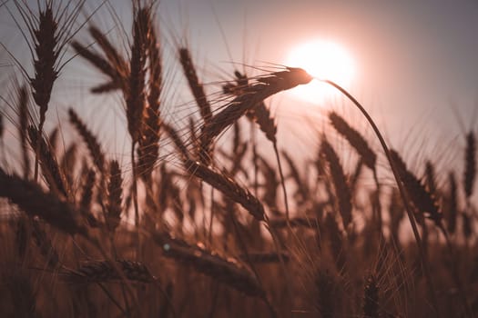 sunset in the field. Wheat field. Ears of golden wheat close up. wheat field at sunset