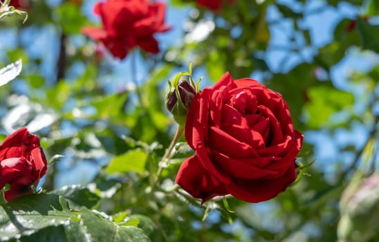 Beautiful red Rose blooming in summer garden. Roses flowers growing outdoors, nature, blossoming flower background. Beautiful bud of purple color rose close-up. Nature, Gardening concept