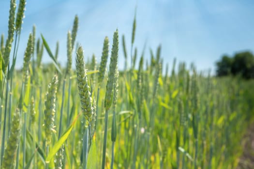 Ears of wheat close up. Growing Wheat field in sunset. Field of green raw wheat swaying. Nature landscape. Peaceful scene.