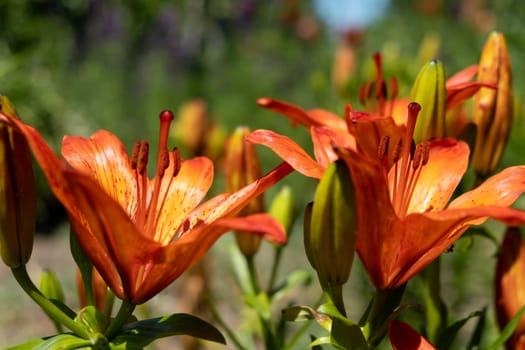 Orange lily flower. Lily flower in garden. flowers background