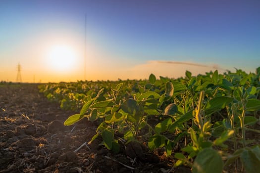 sprinklers watering large field of crops for rich harvest. High quality photo