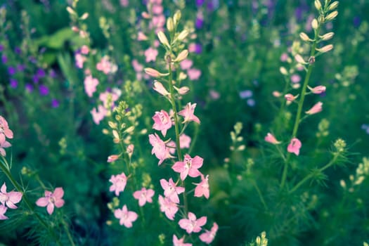 Purple pink red flowers in the garden. Beautiful flowers growing outdoors, nature, blossoming flower background.