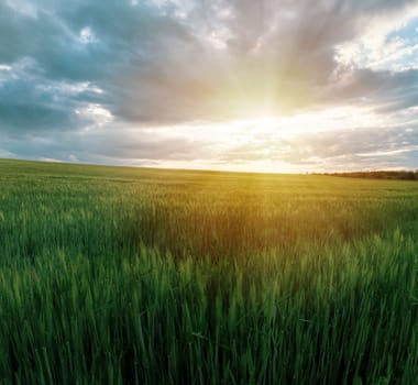 Sunset over green field and blue sky. Idyllic rural view of pretty farmland and healthy. agriculture landscape