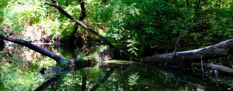 Panorama spring green forest with falling tree reflection trees in river. Spring time, nobody. Fresh green grass, sunny high trees with fallen tree. Smooth calm water surface without waves